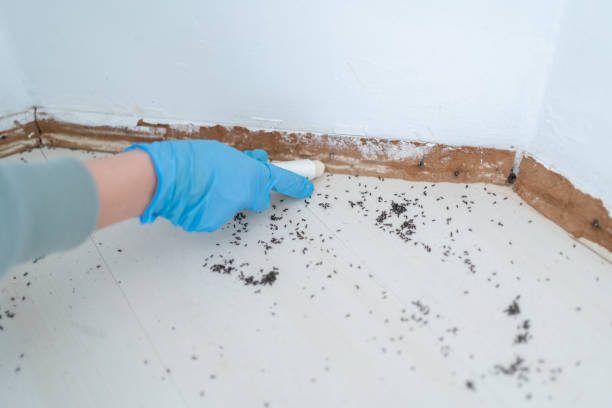 Best Emergency Pest Control  in Oroville East, CA