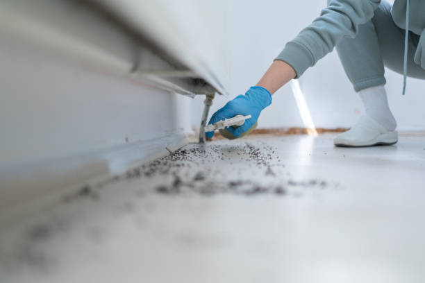 Insect Control in Oroville East, CA